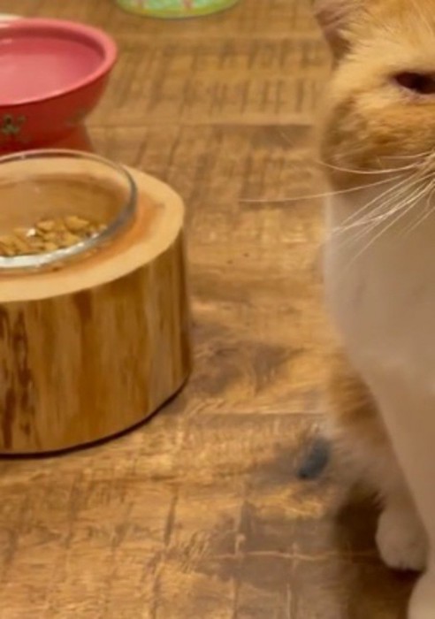 器に入っている猫のごはん