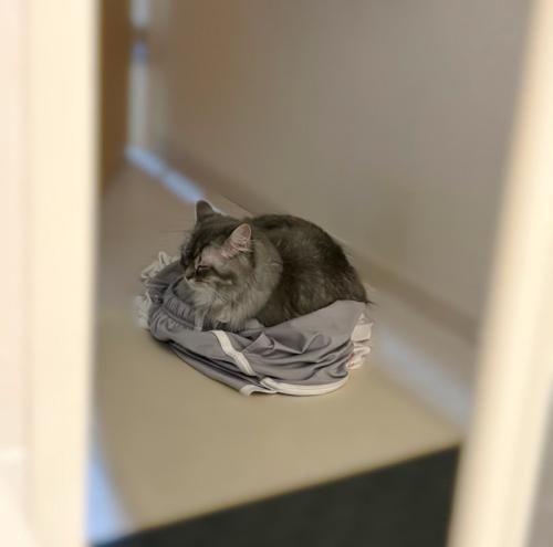 服の上に座る猫