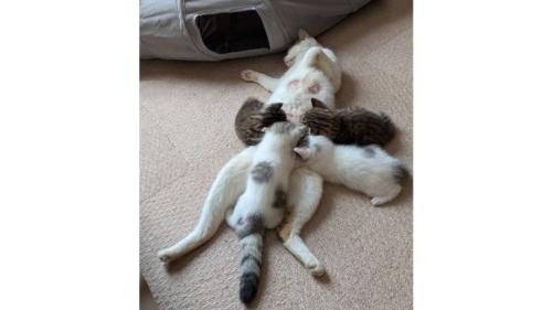 授乳している母猫と子猫