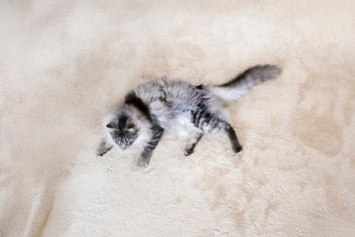 絨毯でくつろぐ猫