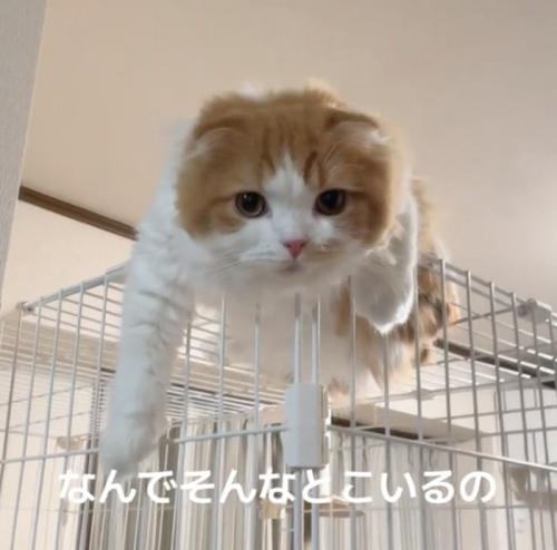 前足を垂らしてお出迎え