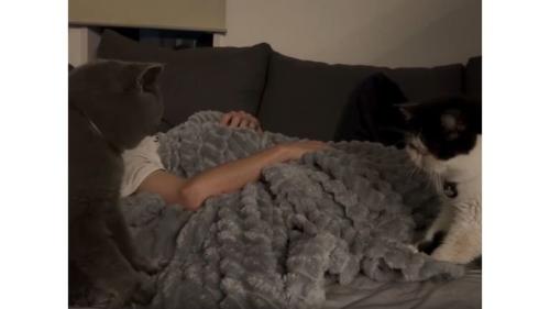ベッドにいる猫たち