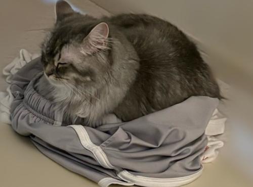 目を閉じて休む猫