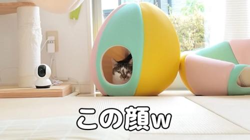 この顔w