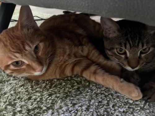 家具の下にいる2匹の猫