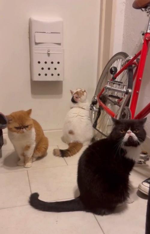 背中合わせになって座る3匹の猫