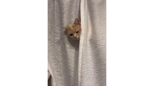 カーテンと猫