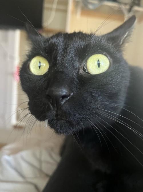 丸い目の黒猫