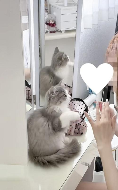 飼い主さんを見つめる猫の写真3