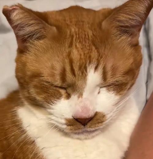 鼻が赤い猫