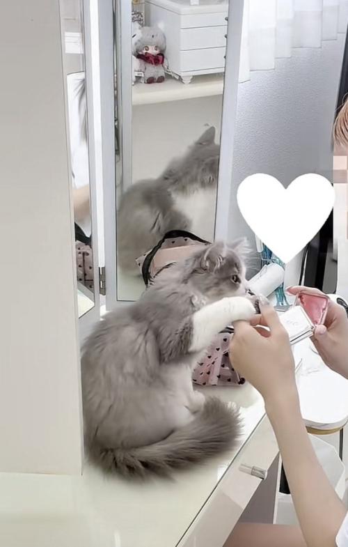 飼い主さんの手に触れる猫の写真1