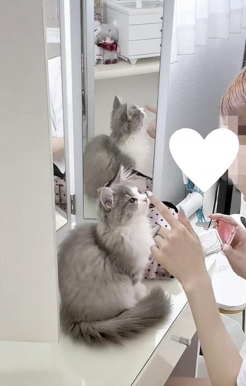 飼い主さんから人差し指を当てられる猫の写真1