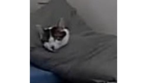 寝ている猫