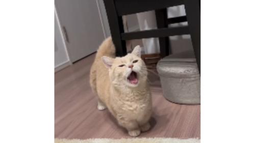 室内にいる猫