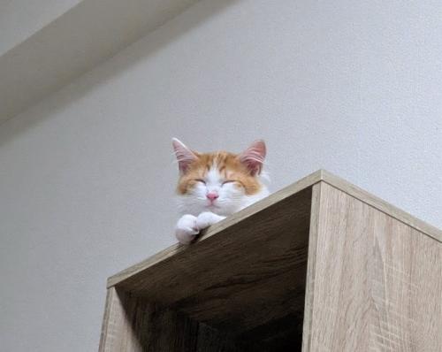 目を閉じてリラックスする猫
