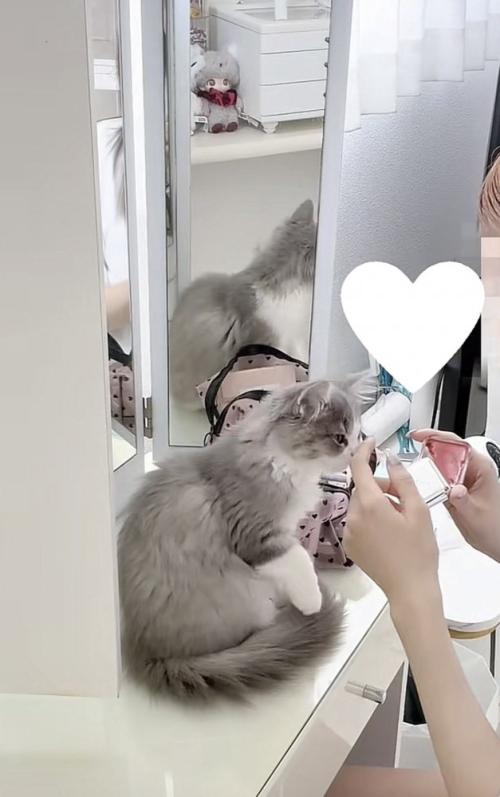 飼い主さんから人差し指を当てられる猫の写真2