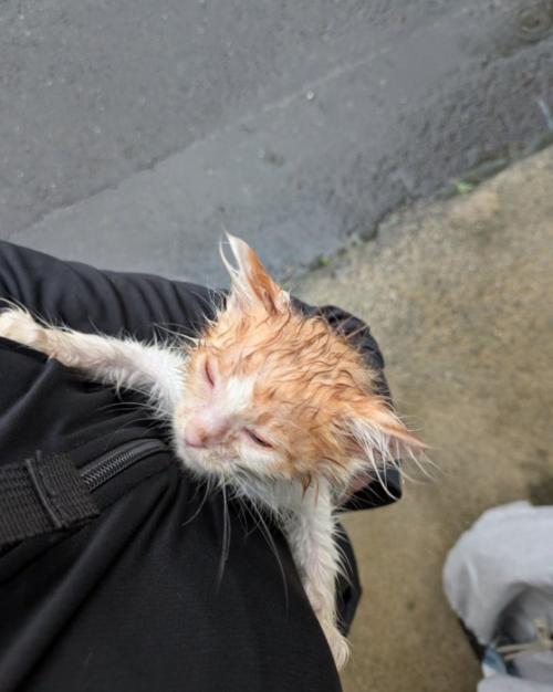 腕の中にいる子猫