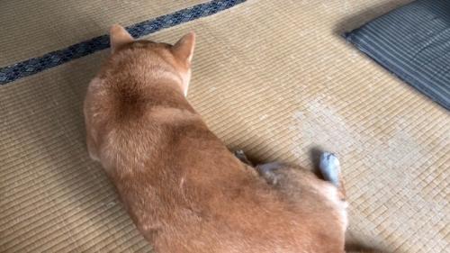 ももちゃんの後ろ姿