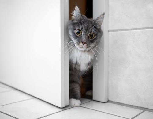 お風呂のドアから入ってくる猫