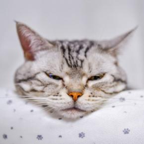 猫があなたに『アゴのせ』してくる5つの理由　どう応えたらいいの？考えられる心理とは
