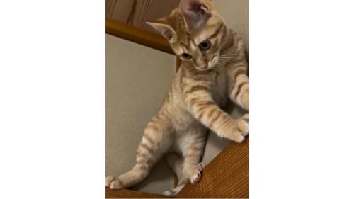 天井近くにいる猫
