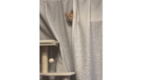 カーテンと猫