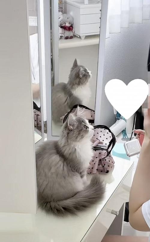 飼い主さんを見つめる猫の写真1