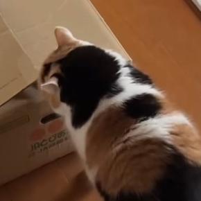 段ボール箱に入ることにした三毛猫→見守っていると…可愛すぎる光景に悶絶の声「ふふと笑ってしまったｗ」「変な声出た」と11万再生