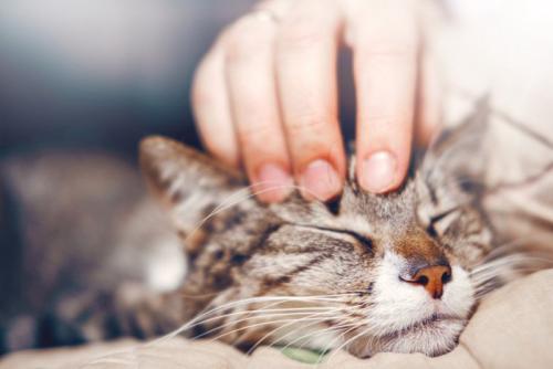 うっとりする猫
