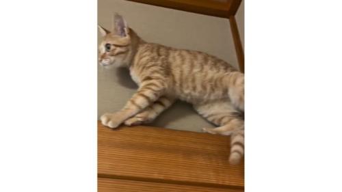 天井近くにいる猫