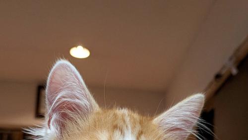 猫の耳