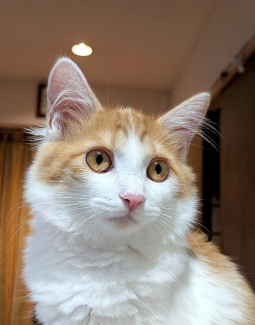 ふさふさの綺麗な猫