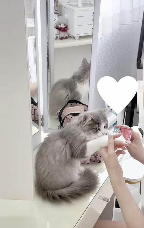 飼い主さんの手に触れる猫の写真3