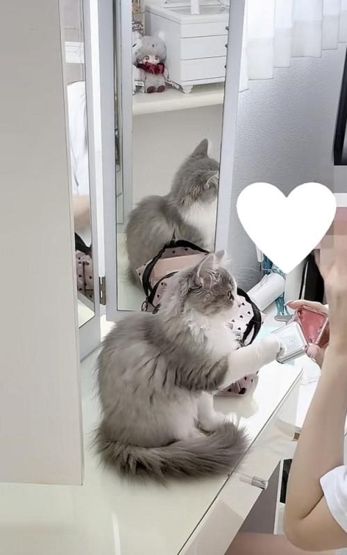 コスメに手を伸ばす猫の写真3