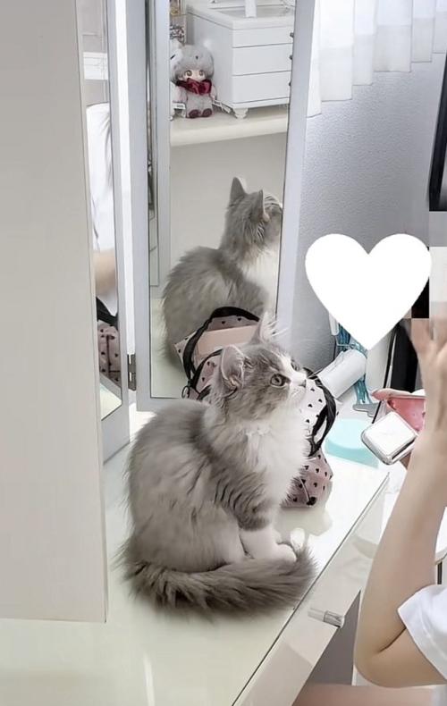 飼い主さんを見つめる猫の写真2