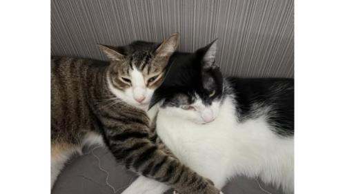 寝ている猫