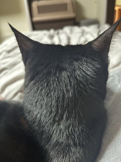 猫の後ろ姿