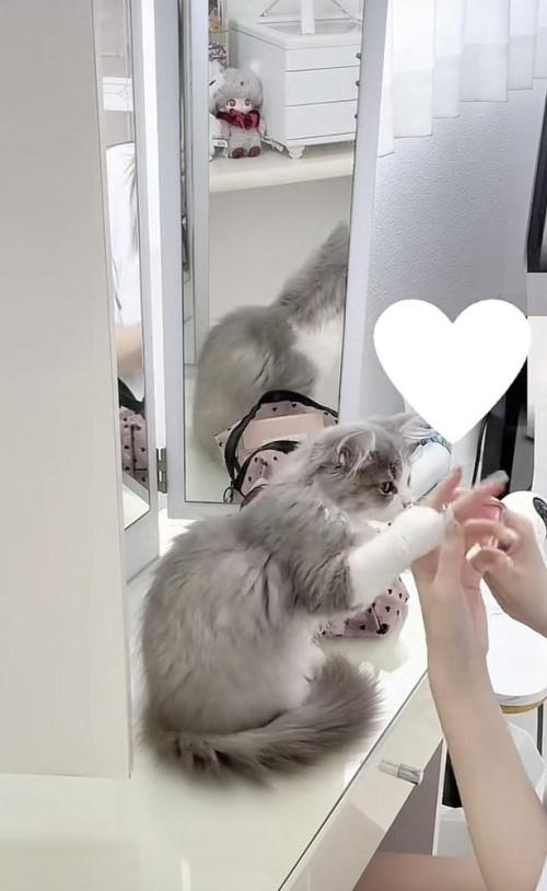 飼い主さんの手に触れる猫の写真2