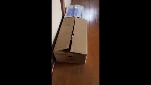 吸い込まれていくしっぽ