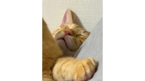 寝ている猫