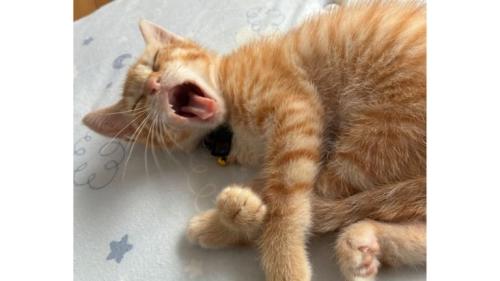 あくびしている猫
