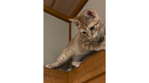 天井近くにいる猫
