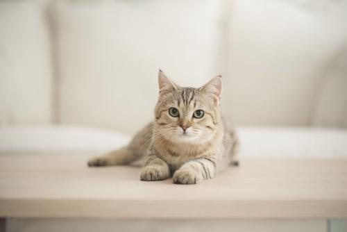前方を見る茶トラ猫