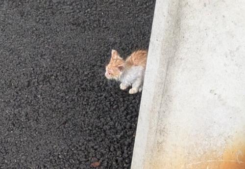 駐車場で発見された福ちゃん