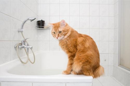 バスタブに座る猫