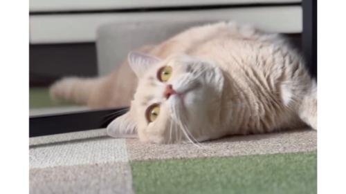 室内にいる猫