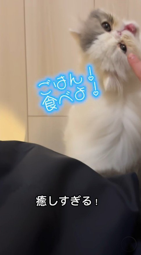 顔を上げる子猫