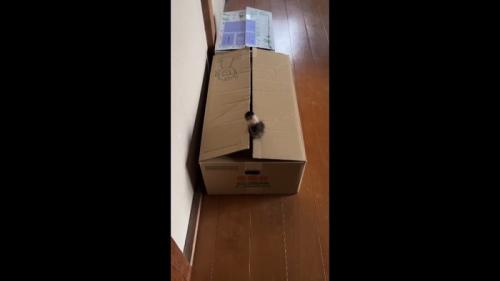 はみ出たしっぽ
