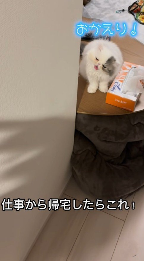 お出迎えをする子猫