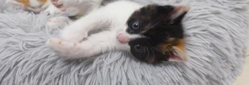 目を見開く三毛猫